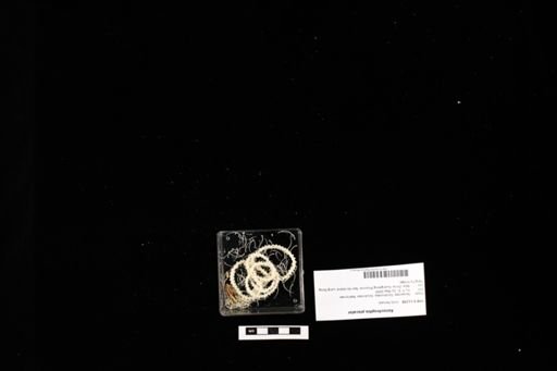 Xenochrophis piscator