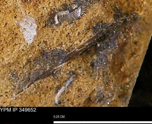undet. Mollusca