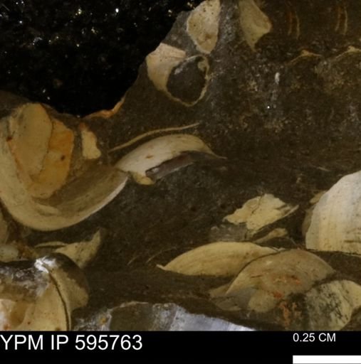 Protocardia sp.