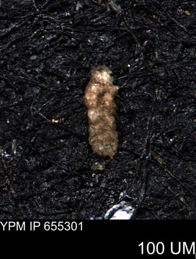 Ammobaculoides phaulus