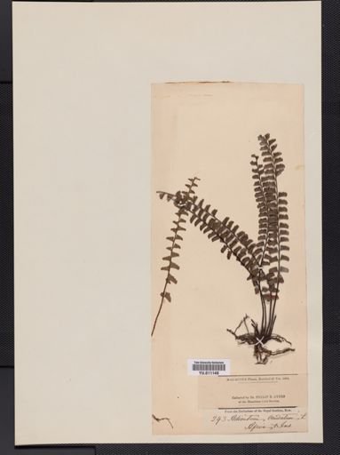 Adiantum
