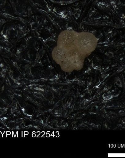 undet. Rugoglobigerinidae