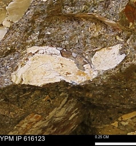 undet. Bivalvia