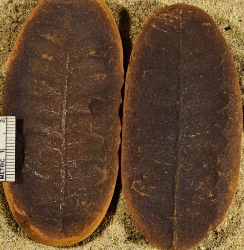 Pecopteris sp.