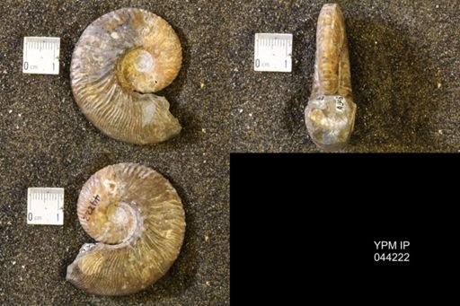 Hoploscaphites comprimus