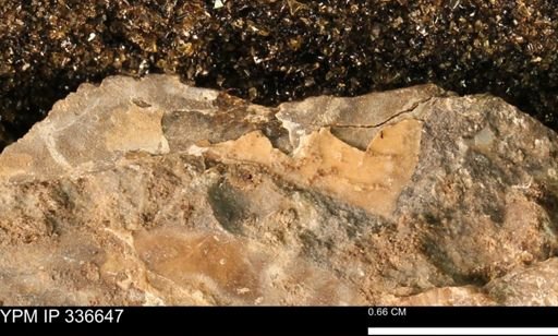undet. Mollusca