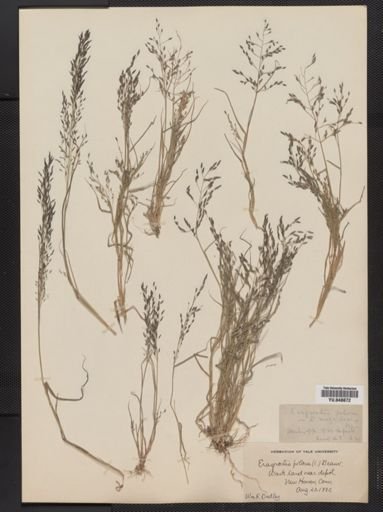 Eragrostis pilosa