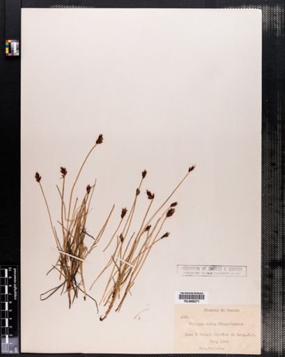 Scirpus