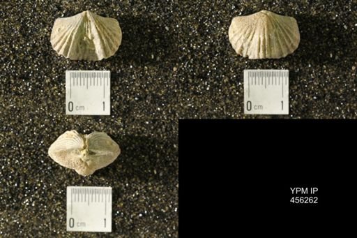 Platystrophia biforata