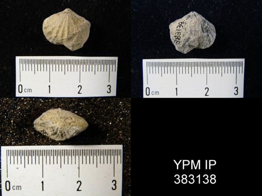 undet. Atrypida