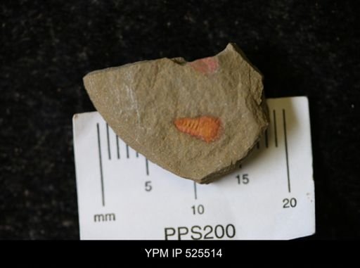 undet. Synziphosurina