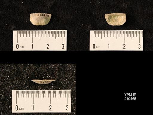 Chonetes granulifer