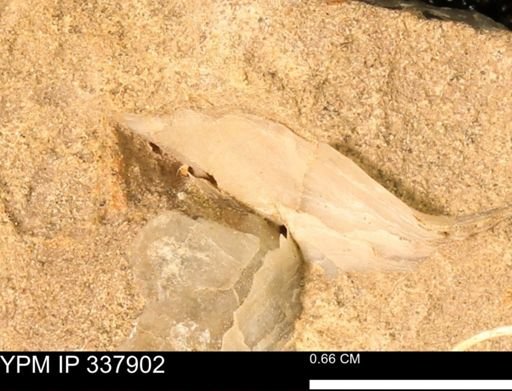 undet. Ostreidae