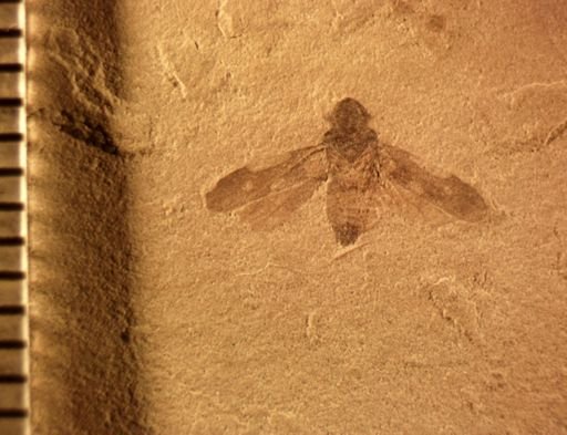 undet. Auchenorrhyncha