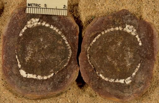 Calamites
