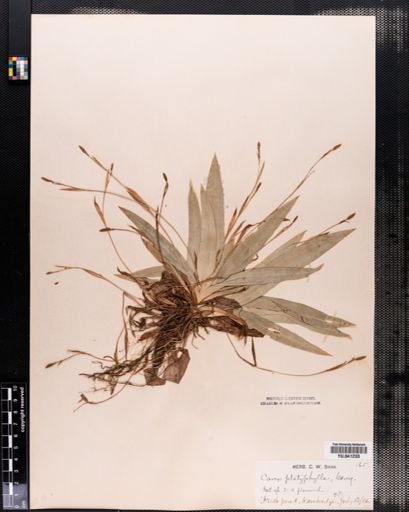 Carex platyphylla