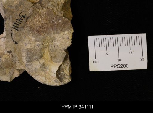 Scaphites sp.