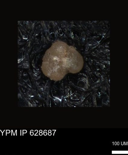 undet. Foraminiferida