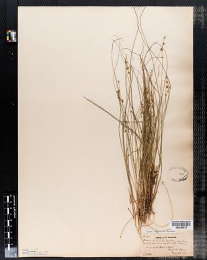 Carex angustior