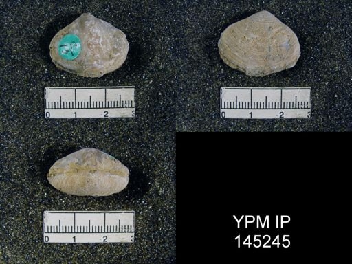 Athyris capillata