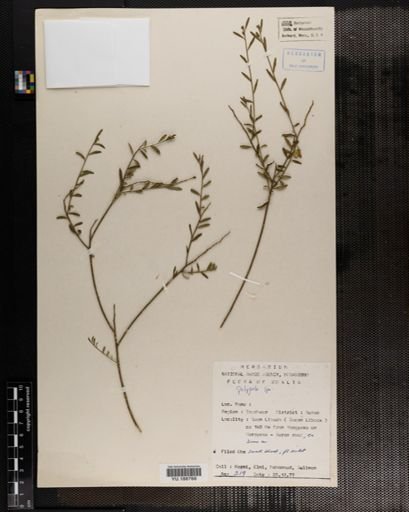 Plantae