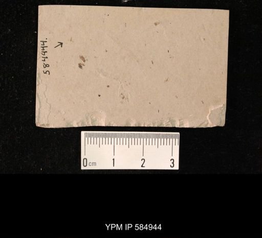 undet. Diptera