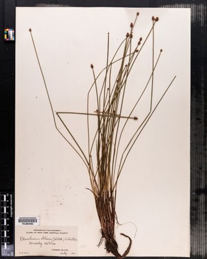 Eleocharis obtusa