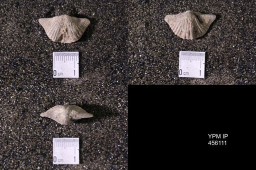 Platystrophia acutilirata
