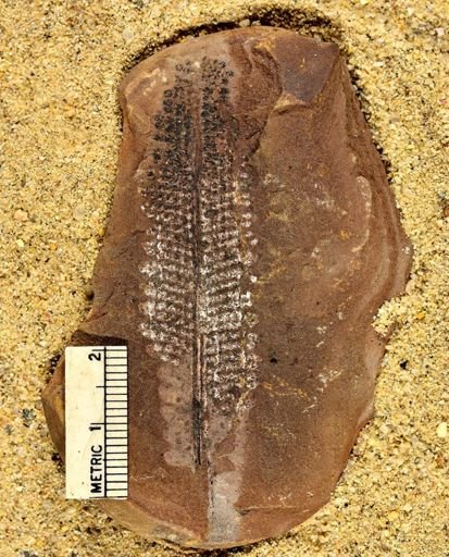 Pecopteris