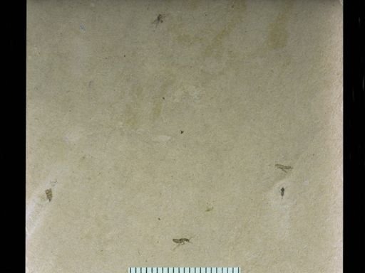 Coleoptera?