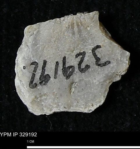 Pholidostrophia iowaensis
