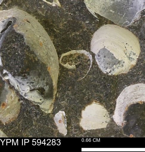 undet. Bivalvia