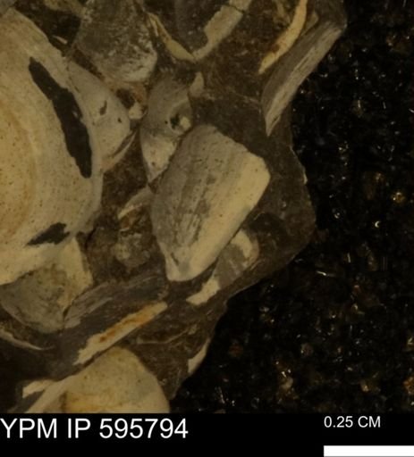 Protocardia sp.