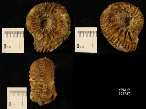 Stephanoceras coronatus