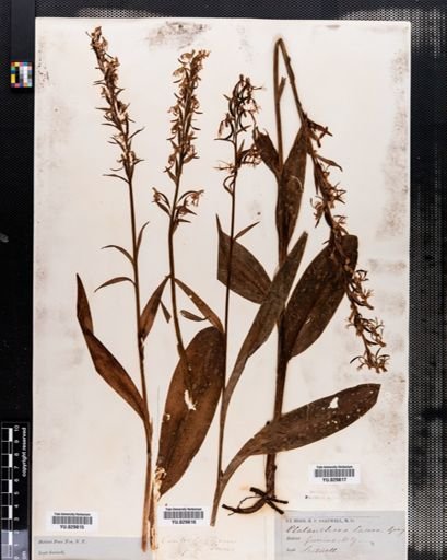 Habenaria