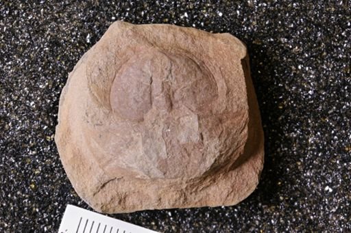 Euproops danae