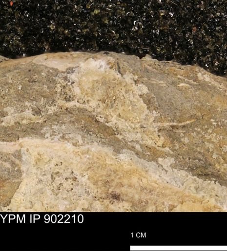 undet. Mollusca