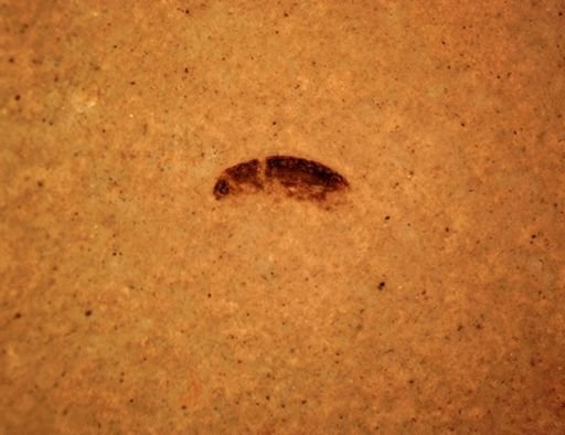 undet. Coleoptera