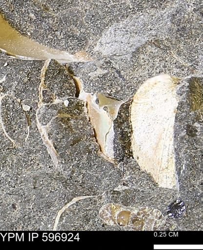 undet. Bivalvia