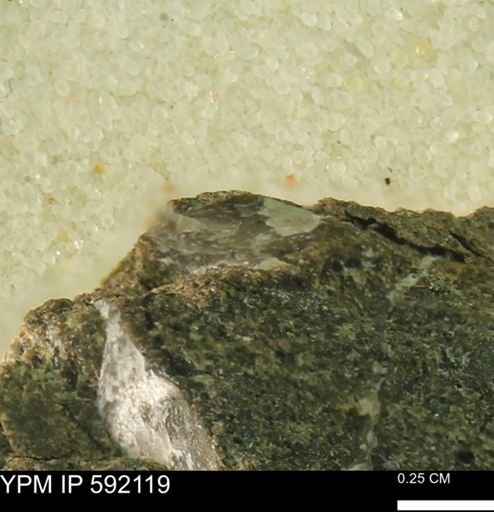 Ostrea sp.
