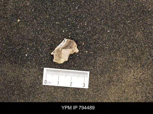 Hoploscaphites