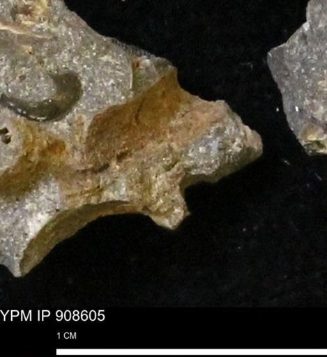 undet. Mollusca