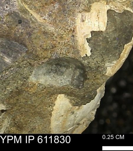 undet. Mollusca