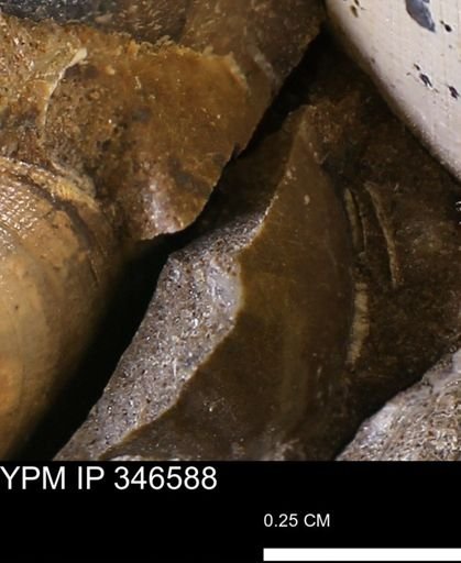 undet. Mollusca