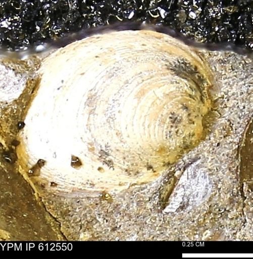 Limopsis striatopunctatus