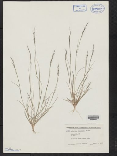 Aristida dichotoma