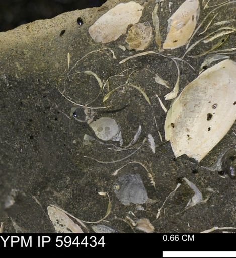 Protocardia sp.