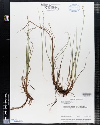 Carex canescens disjuncta
