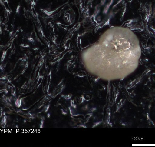 undet. Foraminiferida