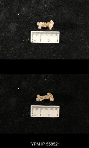 Cladopora sp.